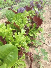 Yummy lettuce headed your way