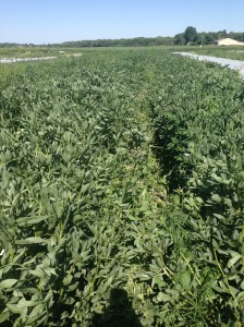 Field of Sugar Snap Peas
