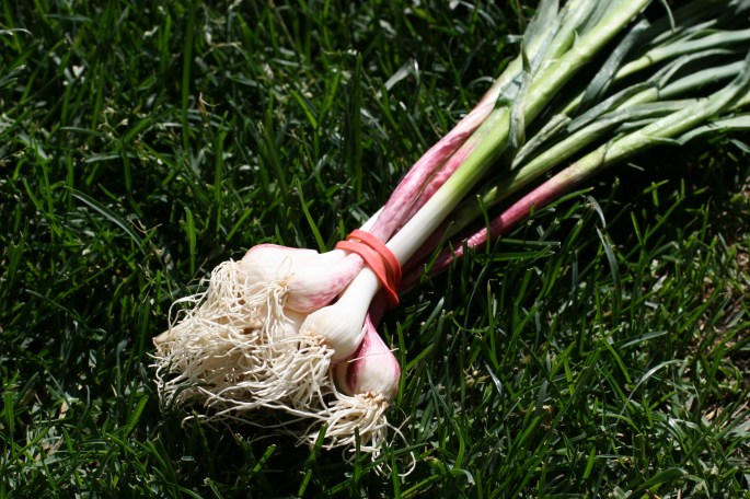 Green Garlic