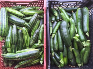 Zucchini