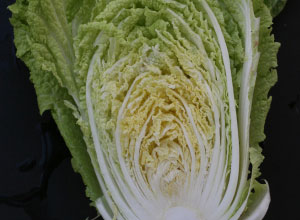 Cabbage