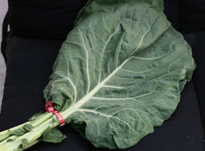 recipes_collards