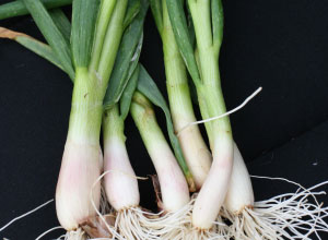 Walking Onions