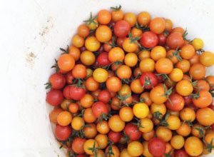 Cherry Tomatoes
