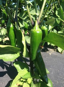Jalapeno Peppers