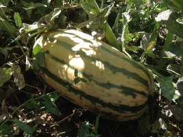 Delicata Squash