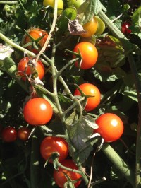 Cherry Tomatoes