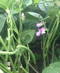 Green beans and flowers