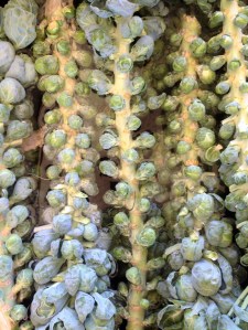 Bussels Sprouts