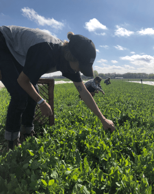 picking pea shoots