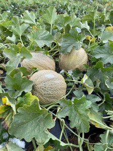 melons in snow