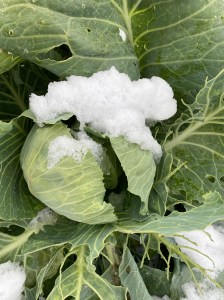 cabbage in snow