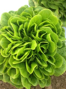 Salanova lettuce