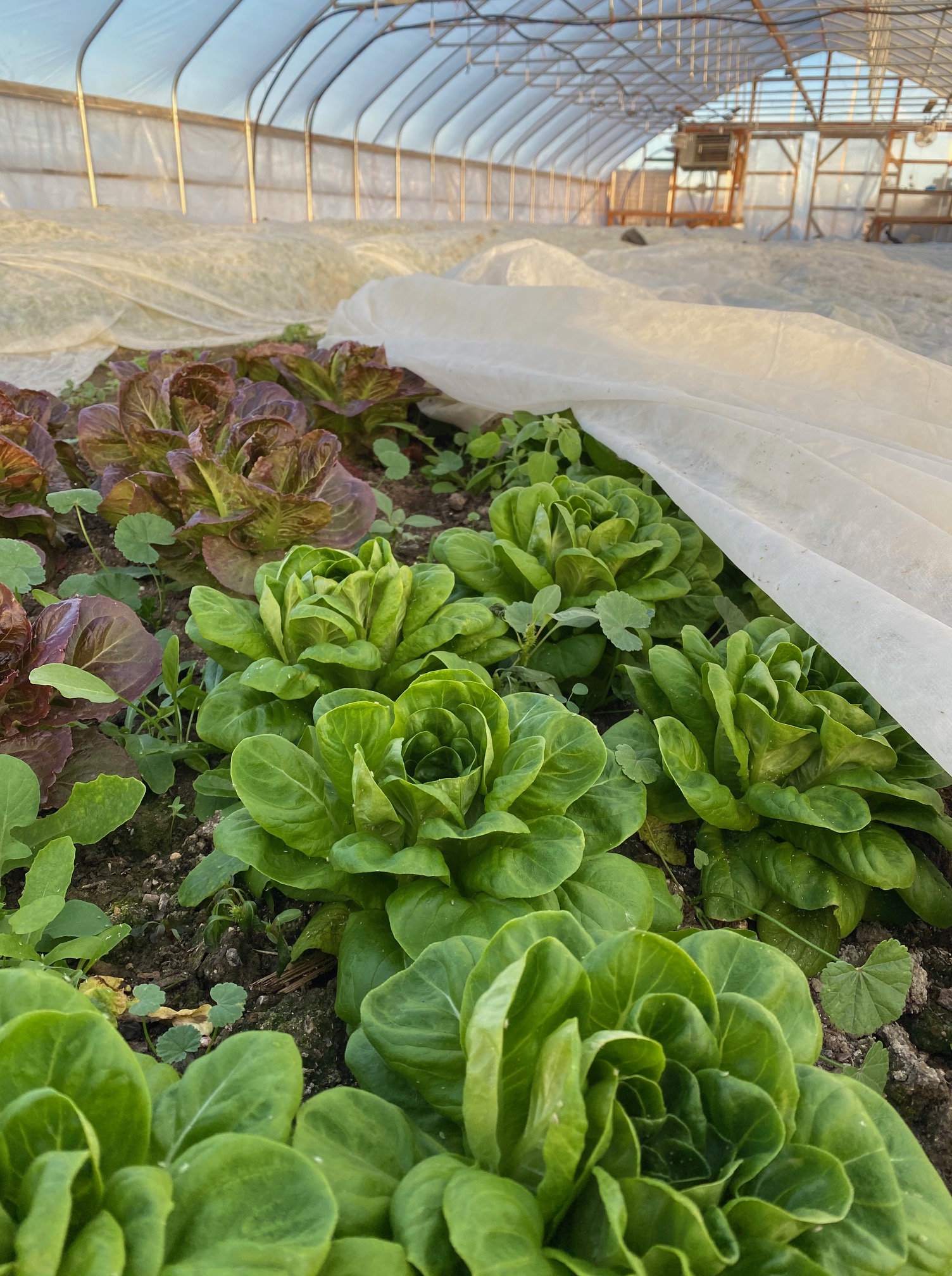 Lettuce in greenhouse