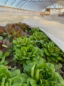 Lettuce in greenhouse