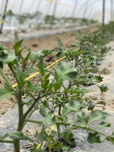 Tomatoes in the greenhouse