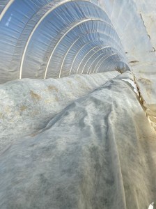 Caterpillar tunnel interior