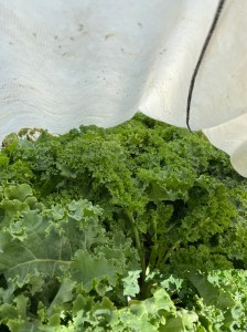 Kale inside caterpillar tunnel