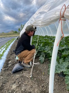 Zucchini in caterpillar tunnels