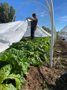 Tucking chard into the caterpillar tunnel.