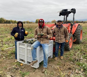 Winter Squash harvest